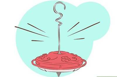 How to Feed Hummingbirds