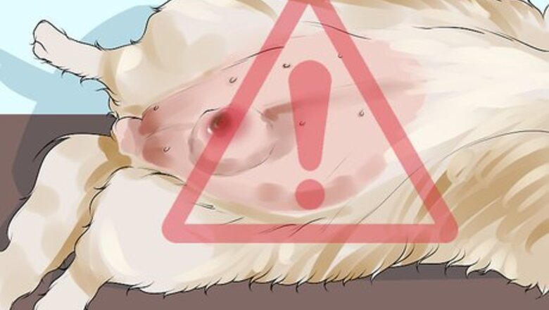 How to Treat Mammary Disease in Intact Female Dogs