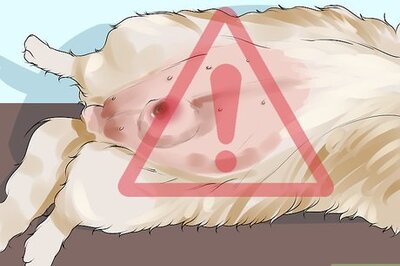 How to Treat Mammary Disease in Intact Female Dogs
