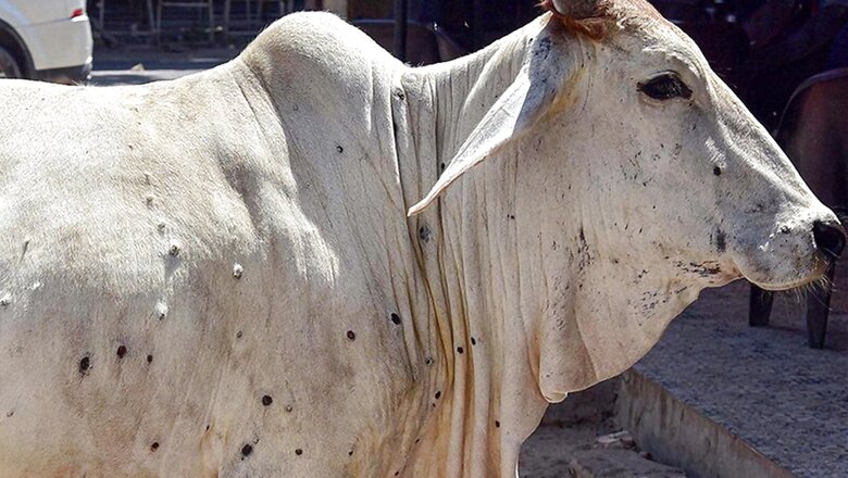 As Delhi HC Terms Lumpy Skin Disease 'Concerning', A Sneak Peak Into How States Are Battling Virus