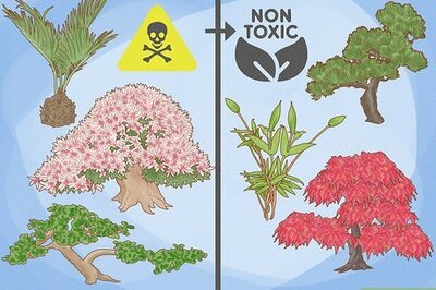 What Bonsai Plants Are Safe for Cats? (And Which Ones to Avoid)