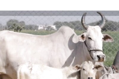 Bhajans Now to be Played at UP Cow Shelter Every Day at Low Volume