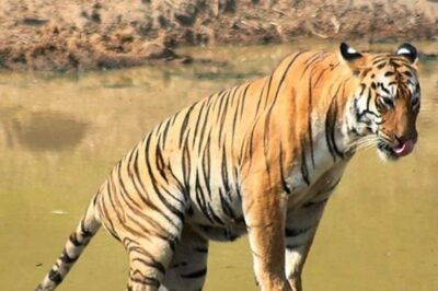 UP: Tiger That Killed 5 In Less Than 40 Days, Shifted to Lucknow Zoo
