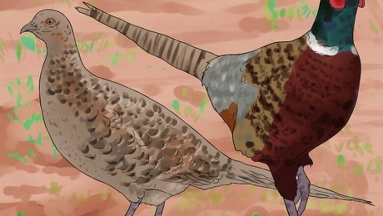 How to Hunt Pheasants