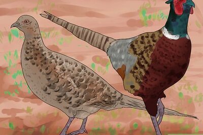 How to Hunt Pheasants