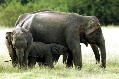 Twelve Elephants To Be Relocated To Corbett from Karnataka