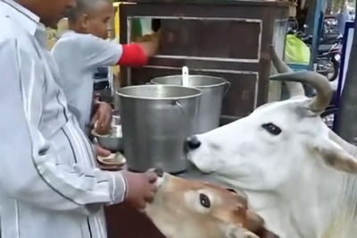 Watch: Lucknow Man Feeds 'Pani Puri' to a Cow and Calf in Viral Video