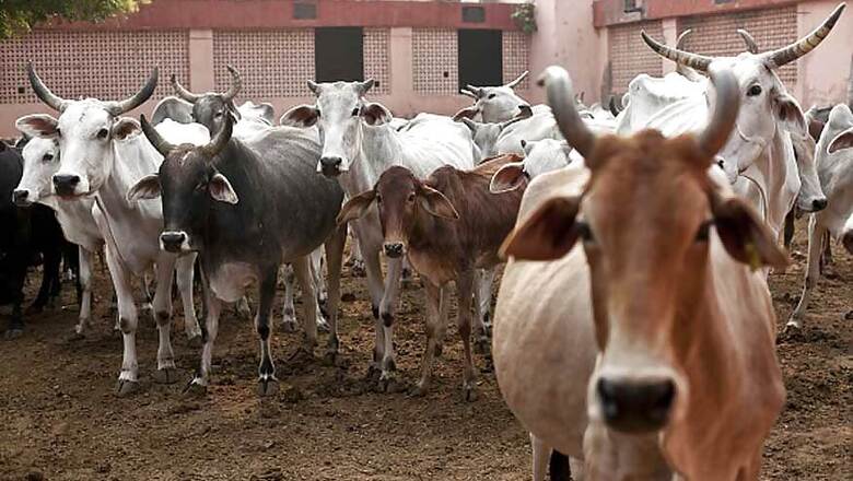 SC Agrees to Examine Cow Vigilantism, Asks Govt to Appoint Lawyer