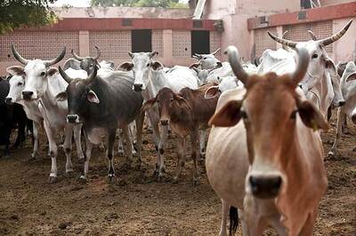 SC Agrees to Examine Cow Vigilantism, Asks Govt to Appoint Lawyer