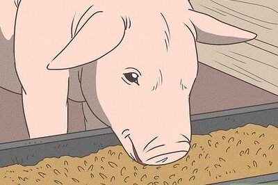 How to Feed Pigs