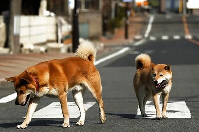 US: Pet dog accidently shoots owner from pistol