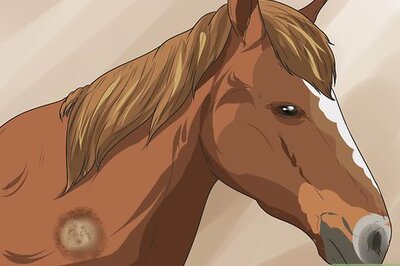 How to Treat Ringworm in Horses