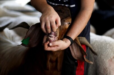 Goat 'Arrested' by Kanpur Police For Not Wearing Mask in UP's Beconganj Area