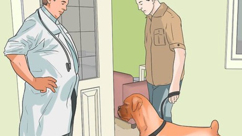 How to Treat Heart Conditions in Boxers