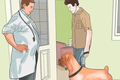 How to Treat Heart Conditions in Boxers