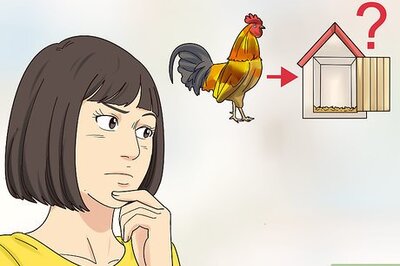How to Rehome Your Chickens