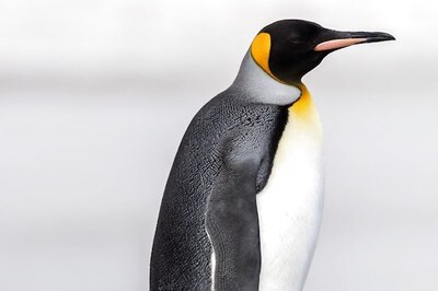 Baby Penguins Show Olympic Level Diving Skills, National Geographic Calls Them ‘Medal Winners’