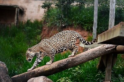 Brazil Scientists Test Frozen Jaguar Semen To Help Species