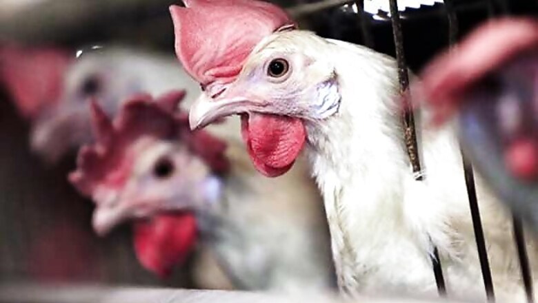 Two die in China from a new bird flu strain: Xinhua