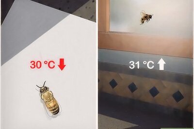 How to Care for an Injured Honeybee