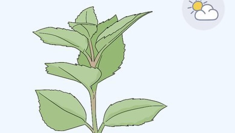How to Take Softwood Cuttings
