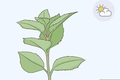 How to Take Softwood Cuttings