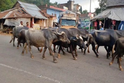 386 Cases of FMD Found in Cattle in Himachal's Kangra