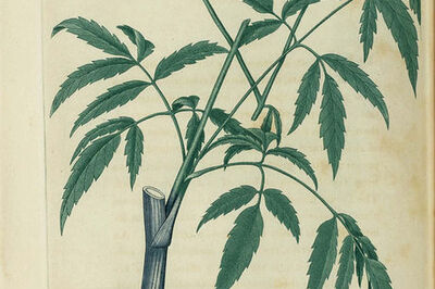 How to Identify Water Hemlock