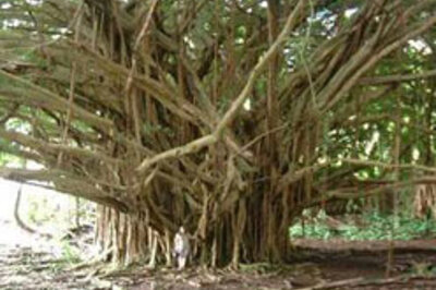 Trees wed to spread green awareness