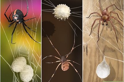 How to Kill Spider Eggs