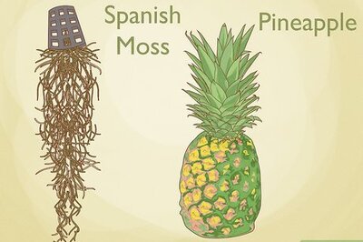 6 Fascinating (and Easy) Ways to Grow a Plant Without Soil