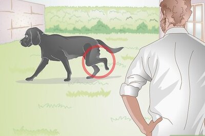 How to Take Care of an Injured Dog