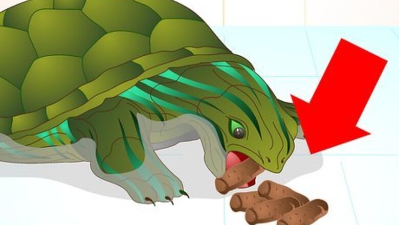 How to Put a Sucker Fish in a Tank With a Turtle