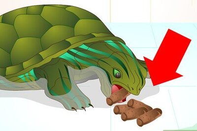 How to Put a Sucker Fish in a Tank With a Turtle