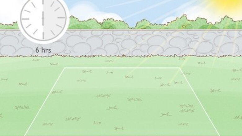 How to Grow Blackcurrants