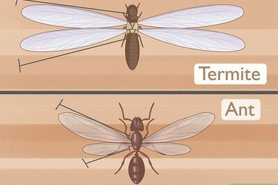 How to Tell Flying Ants and Termites Apart