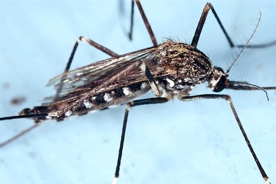 Dehradun Reels under Dengue Fever as Total Number of Cases Reaches 2,100