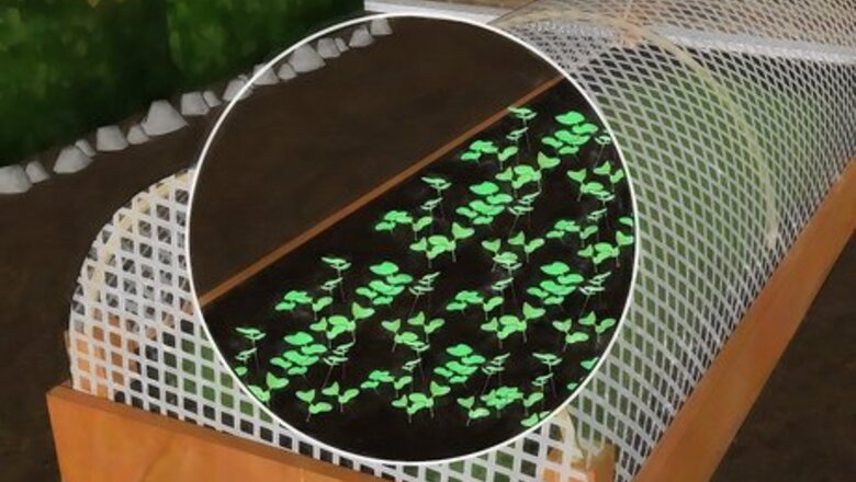 How to Keep Birds off Your Seedlings