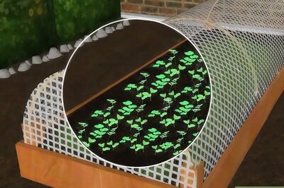 How to Keep Birds off Your Seedlings