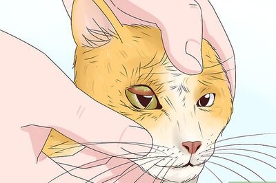 Blepharitis in Cats: Diagnosis and Treatment Options