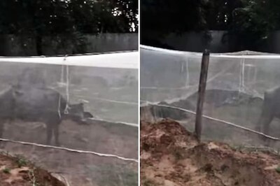 Owner Keeps His Buffaloes Inside Mosquito Net For Safety, Internet Is Impressed