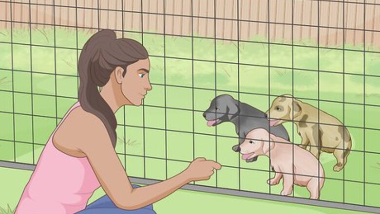 How to Live in a Multi‐Dog Household