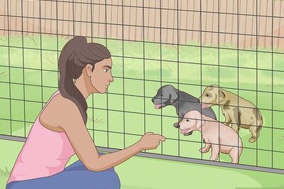 How to Live in a Multi‐Dog Household