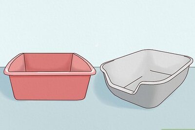 How to Use a Litter Box for a Rabbit