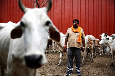 Haryana Prisons to Fight Crime With Cattle, 'Magical Cow Therapy' Soon