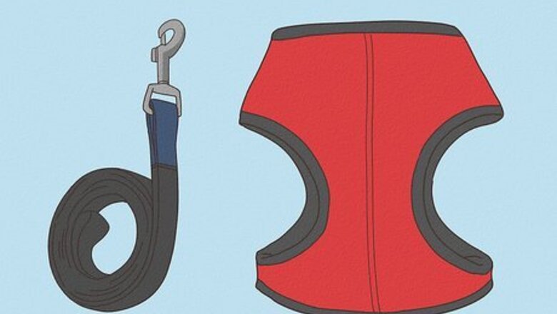 How to Take a Cat for a Walk