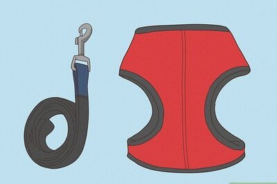 How to Take a Cat for a Walk