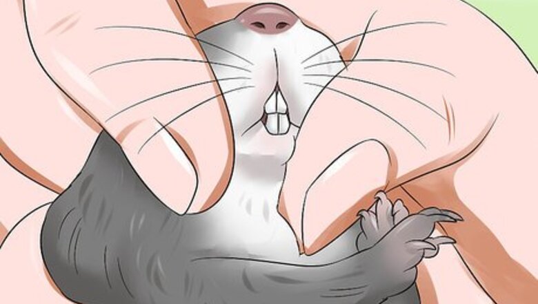 How to Treat Dental Problems in Gerbils