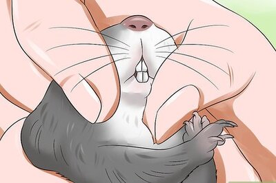 How to Treat Dental Problems in Gerbils