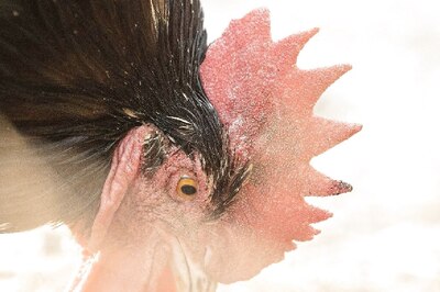 H5N1 Bird Flu: Aussie Toddler, With Travel History To Kolkata, Tested Positive, Was Kept In Intensive Care